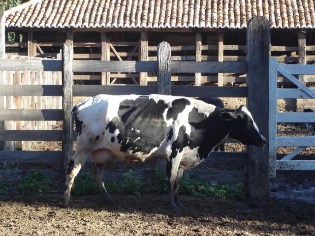 fazandafbv
