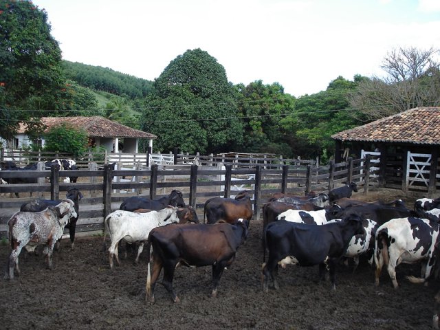 fazandafbv