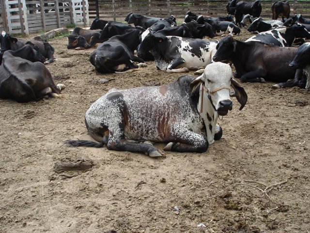 fazandafbv